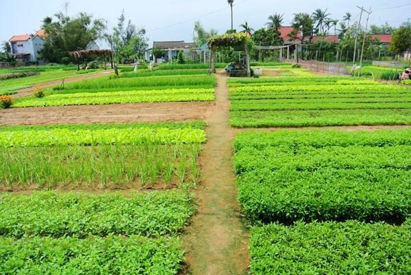 Green House Homestay Hoi An Luaran gambar