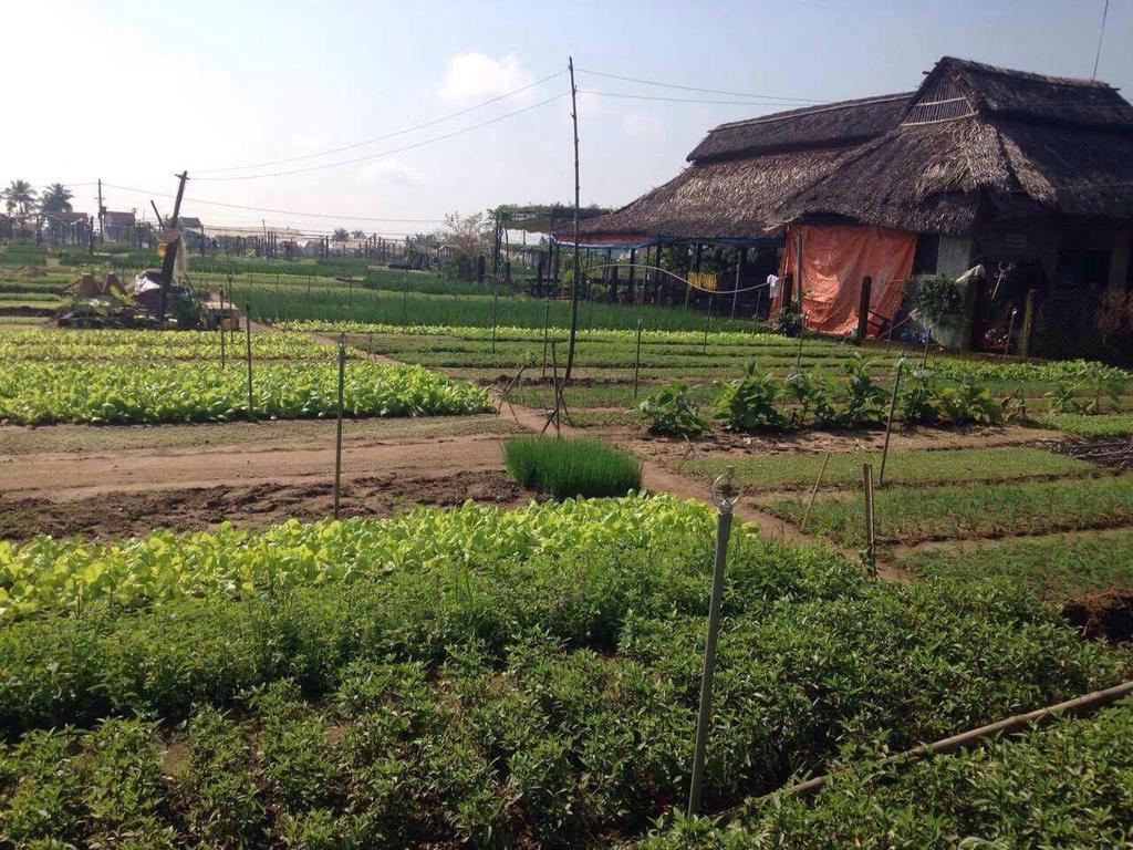 Green House Homestay Hoi An Luaran gambar